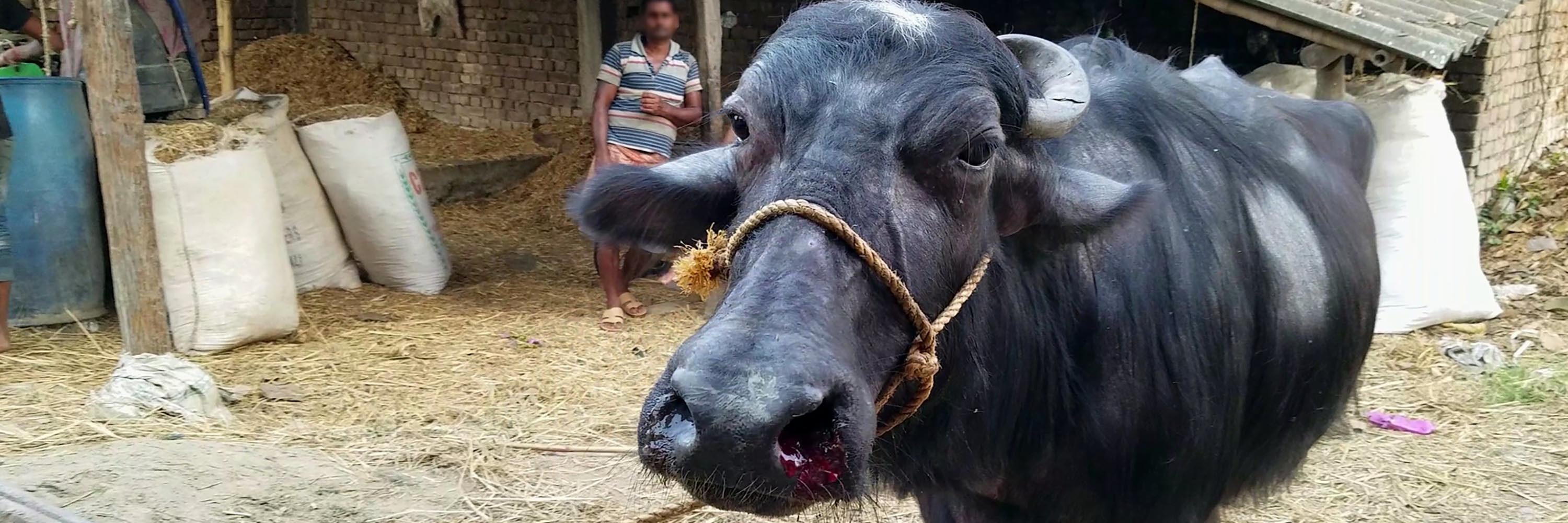 Animal Equality urges Kolkata authorities to prosecute buffalo abusers |  Animal Equality India