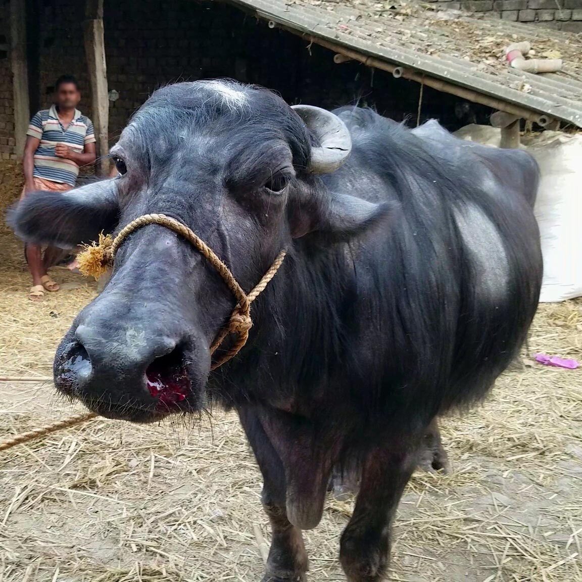 Animal Equality urges Kolkata authorities to prosecute buffalo abusers |  Animal Equality India