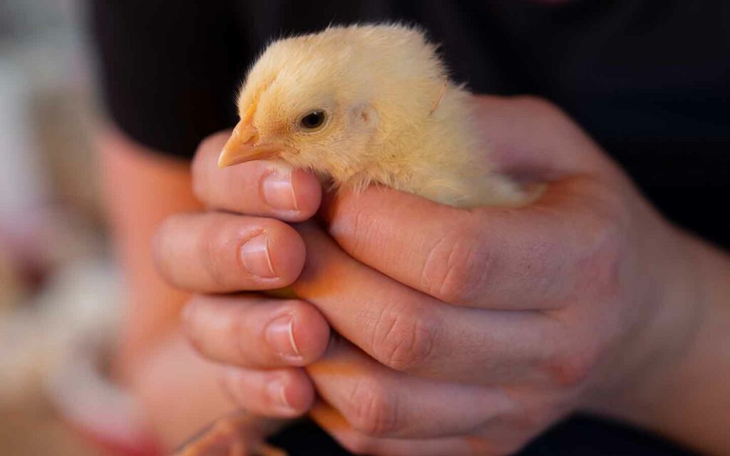 One of the chickens we have encountered during our investigations.