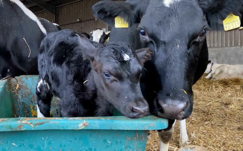 This calf was separated from her mother shortly after this photo was taken on the Madox British farm, during one of Animal Equality's latest investigations.