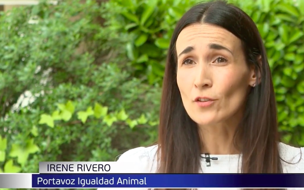 Animal Equality's spokesperson, Irene Rivero, talking about the cruel reality behind foie gras in Informativos Telecinco.