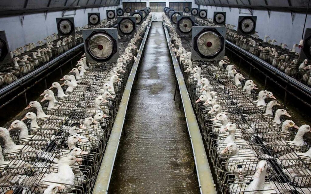 Typical foie gras farm where ducks are force-fed for weeks.