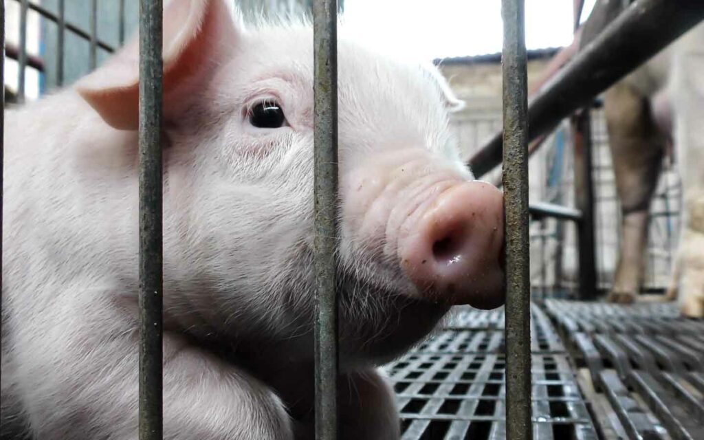 Piglet in one of the Mexican factory farms where we documented the mutilations that they suffer.