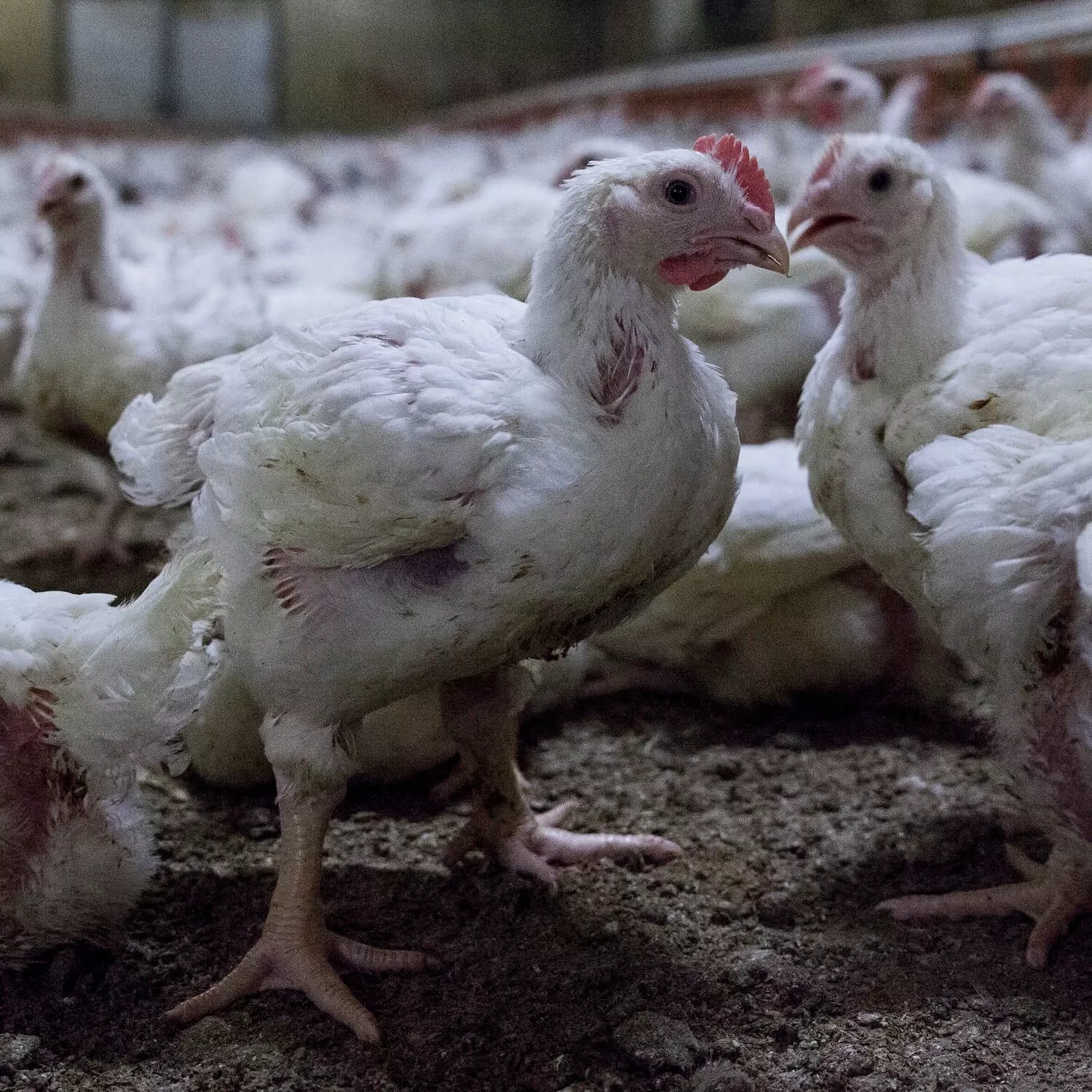 Chickens inside a farm in Germany