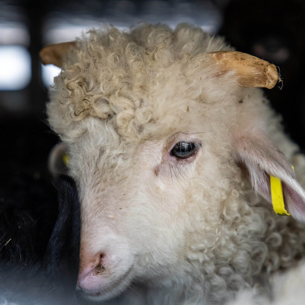 Lamb inside a transport truck.