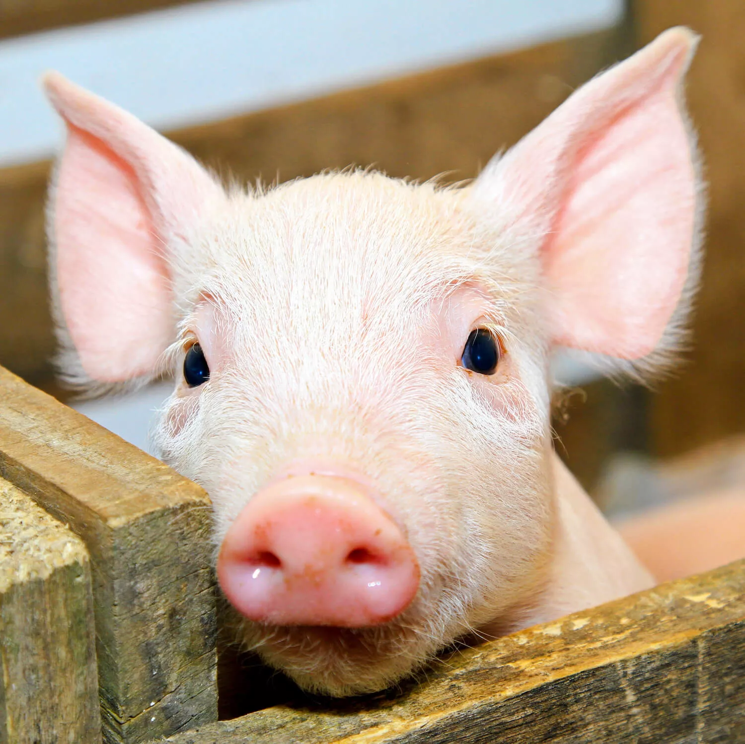 Piglet inside a farm looking at the camera