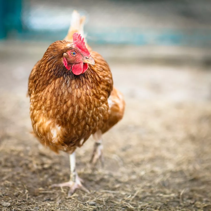 Brown hen walking