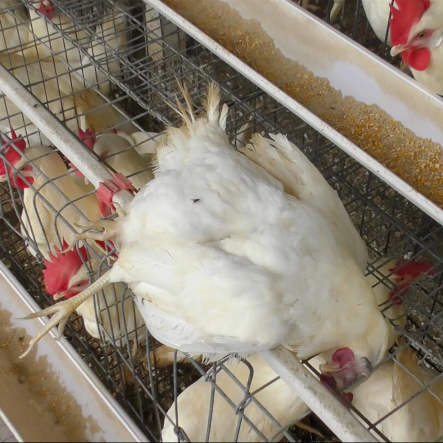 Dead hen on a cage