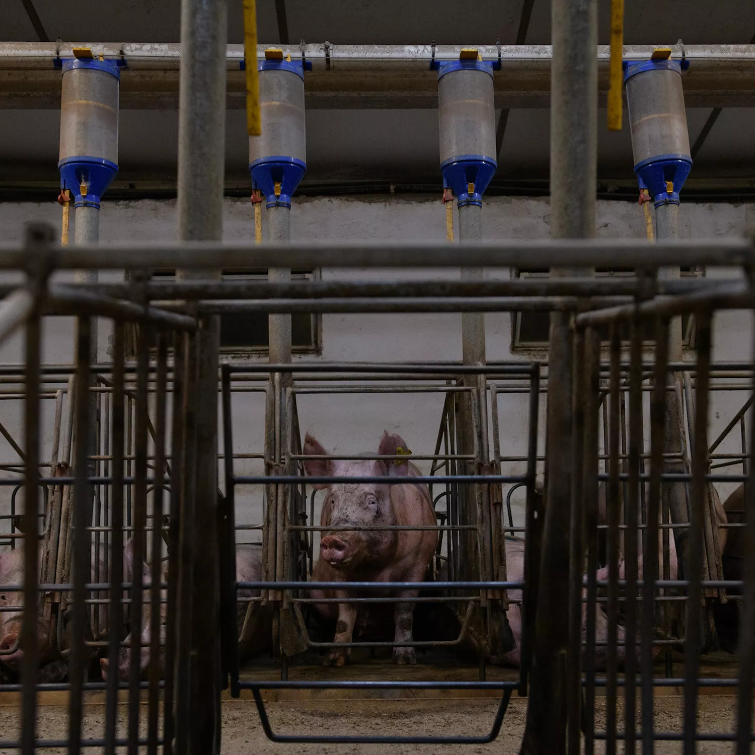 Mother pig inside a cage in a farm