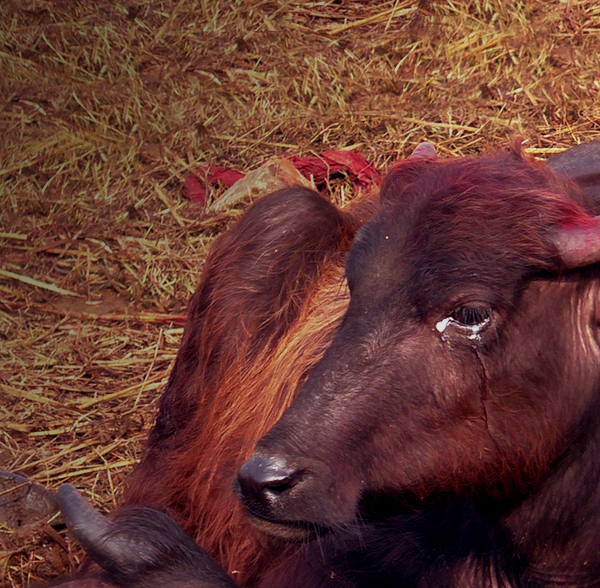 Gadhimai 2019 | Animal Equality India