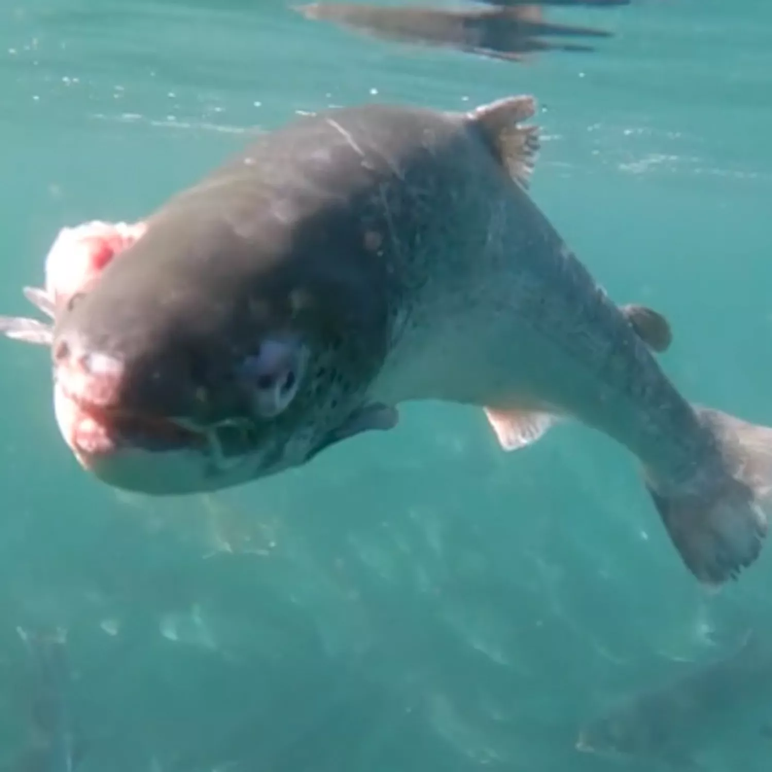 Scottish salmon underwater