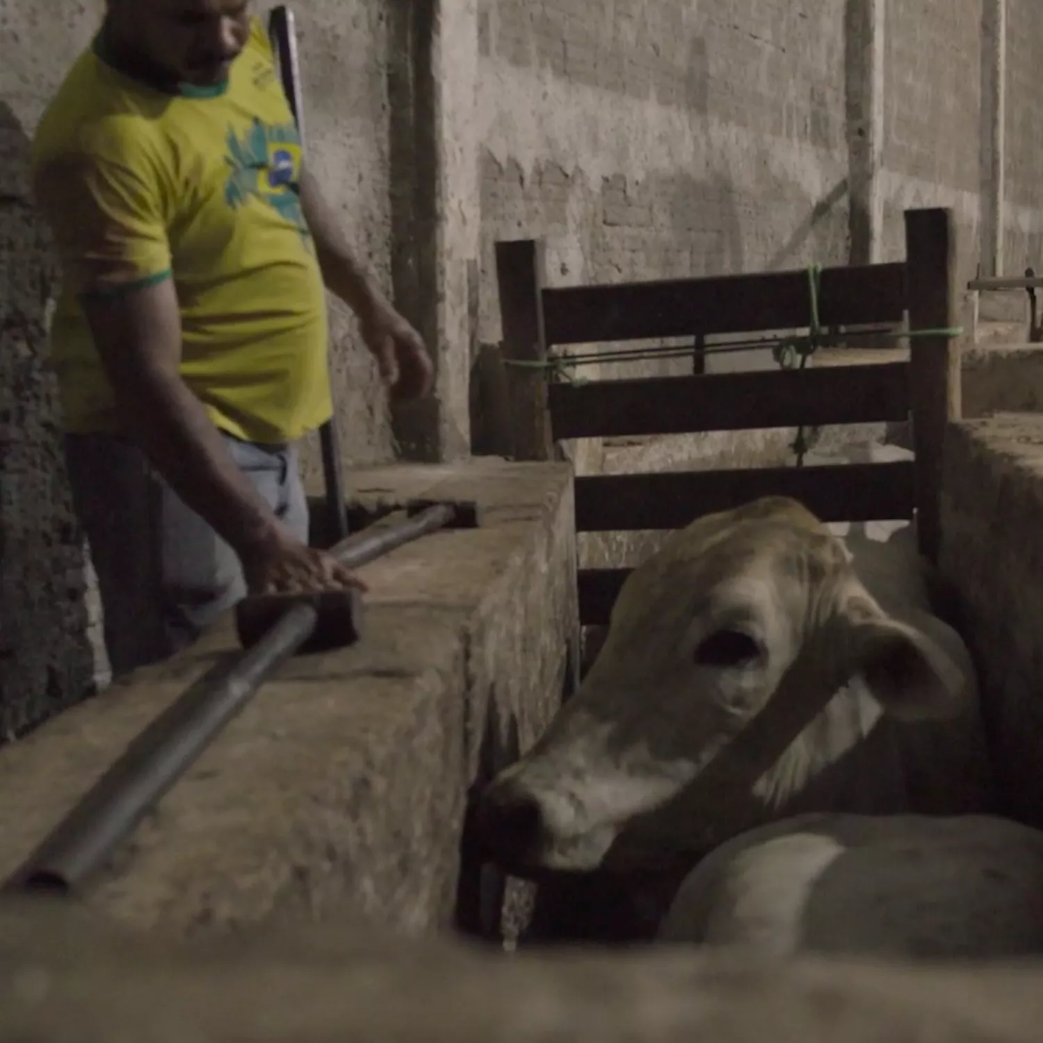 Worker and cow at a Brazilian slaughterhouse