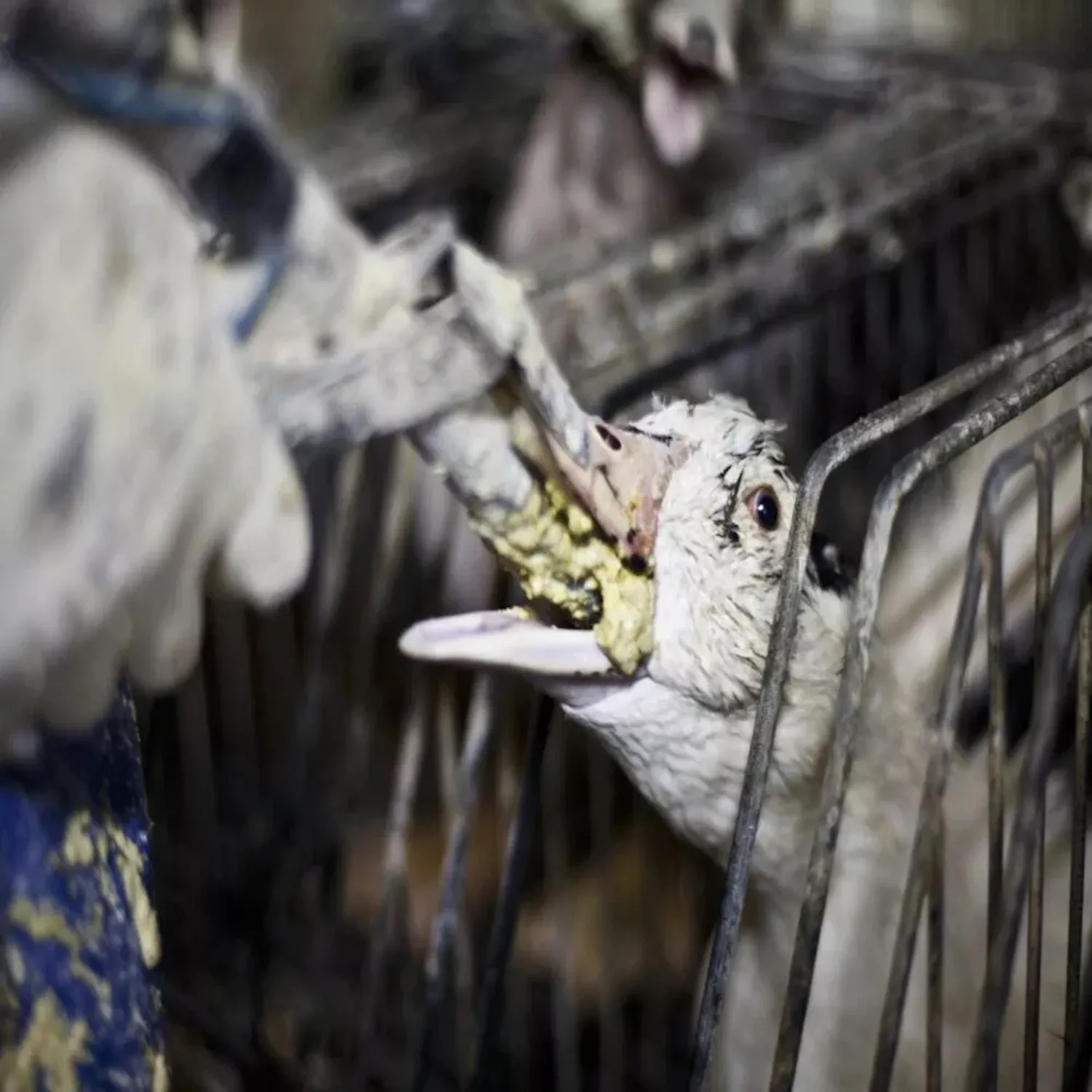 Breaking news: foie gras discovered on Olympic Games’ menu