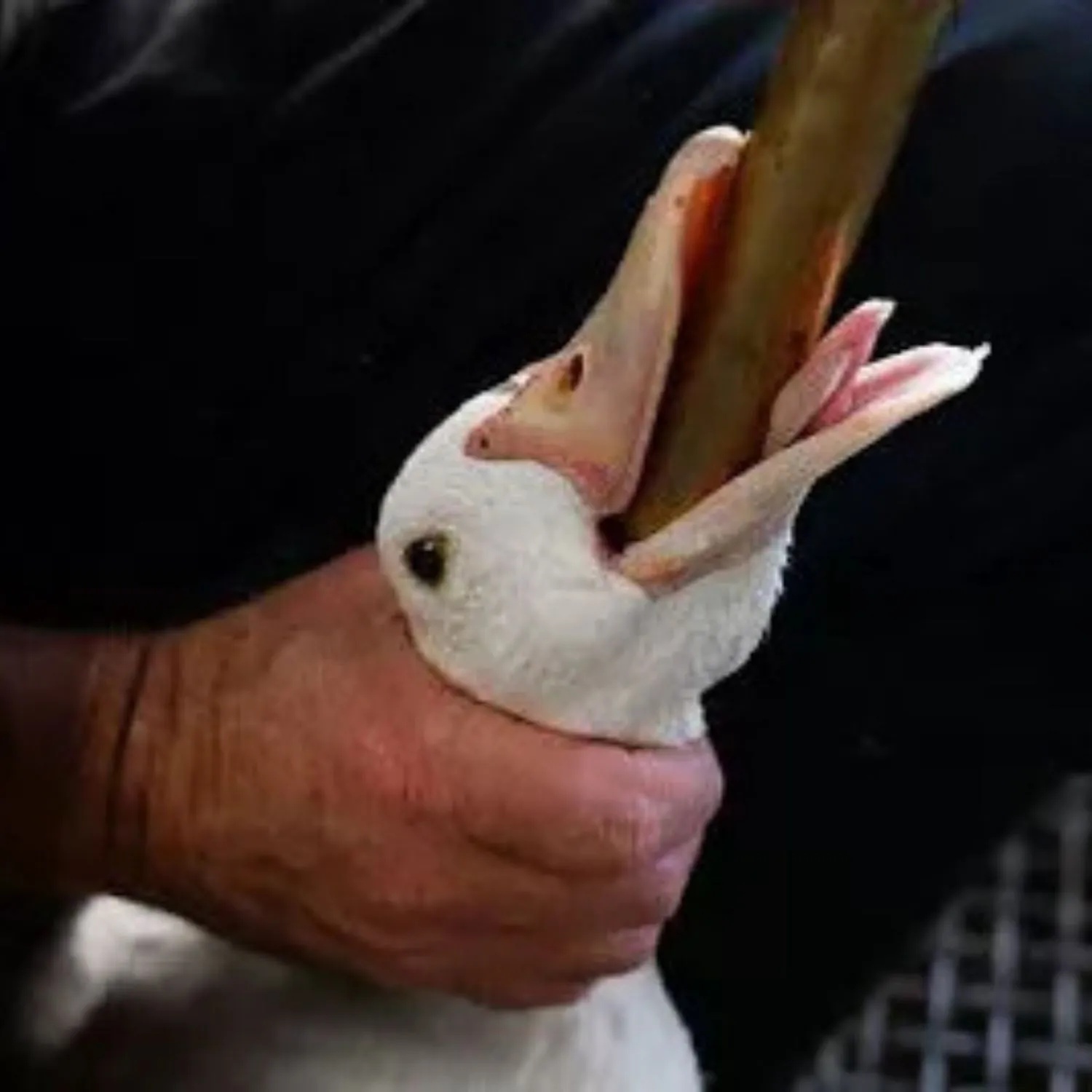 Call for Olympic Chefs To Get Foie Gras Out of the 2024 Olympic Games!