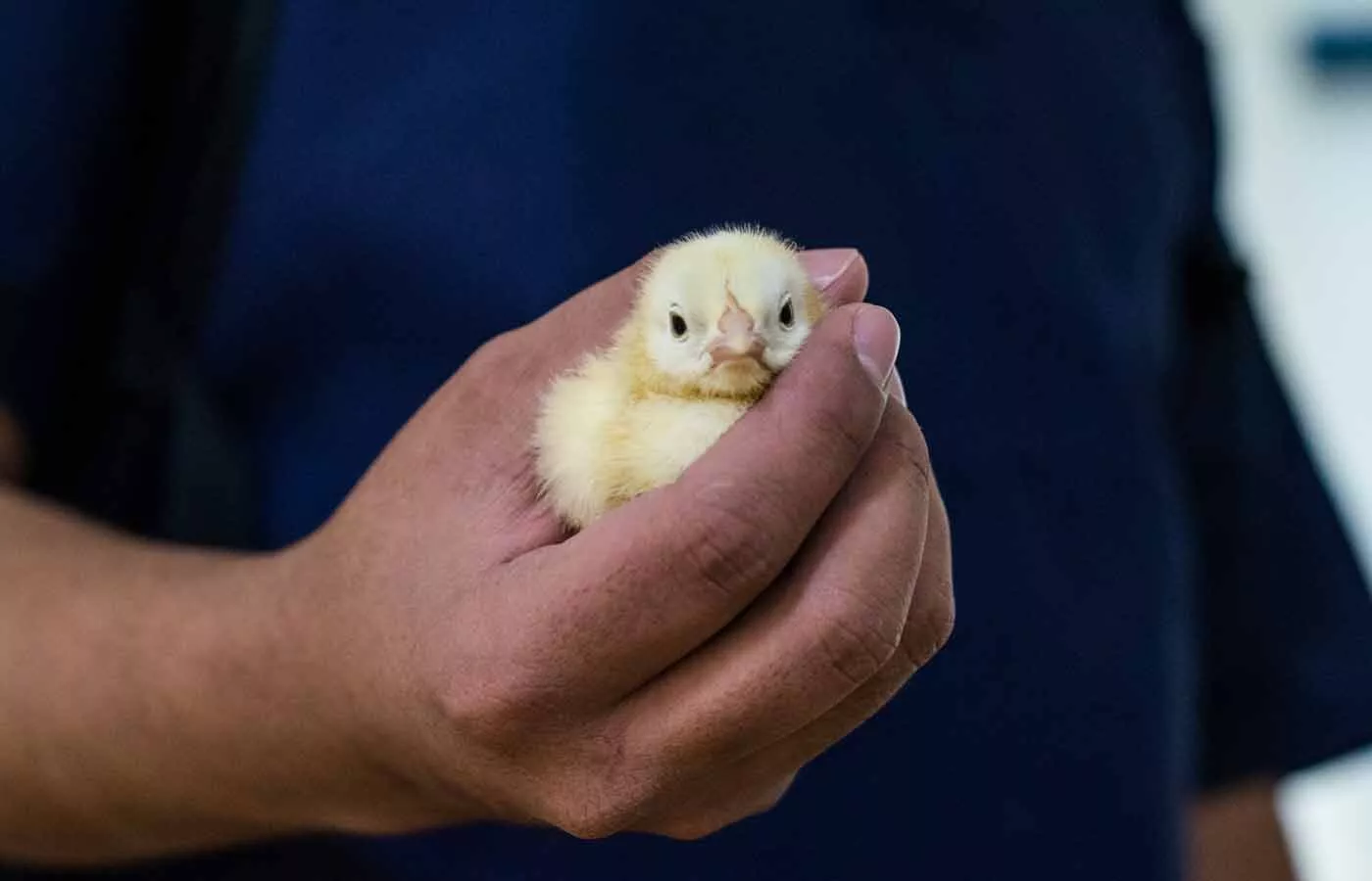 Hand holding a chick