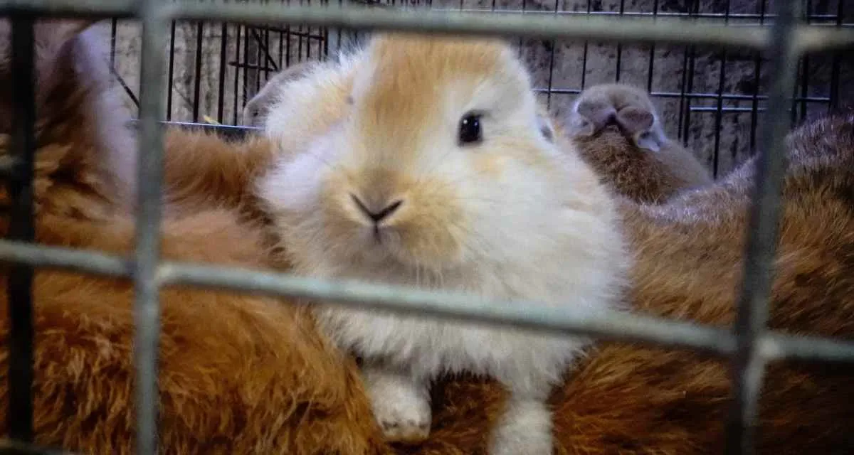 Rabbit inside a cage