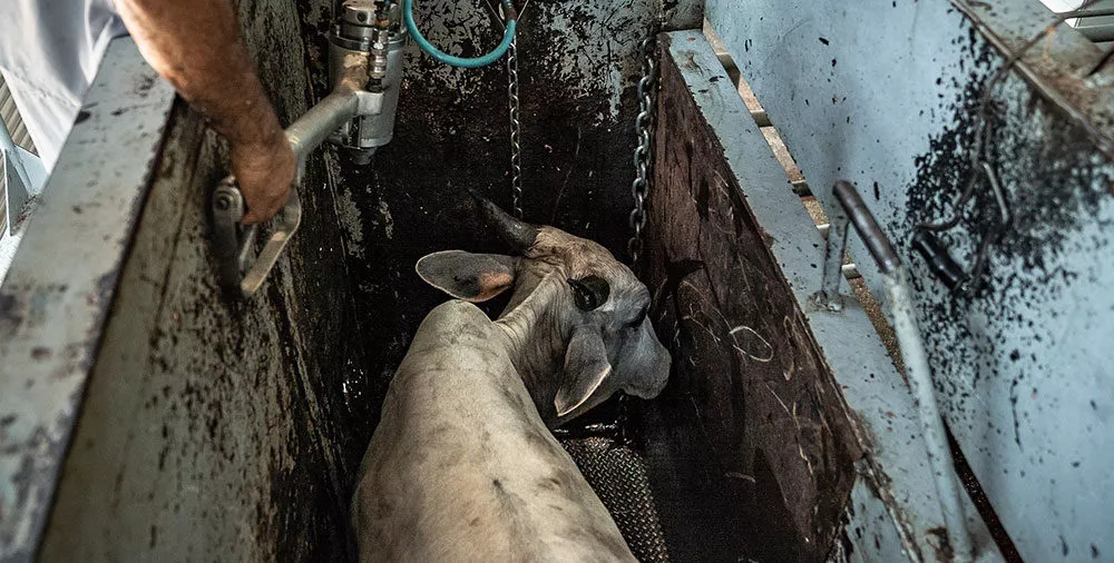 Cow in a slaughterhouse