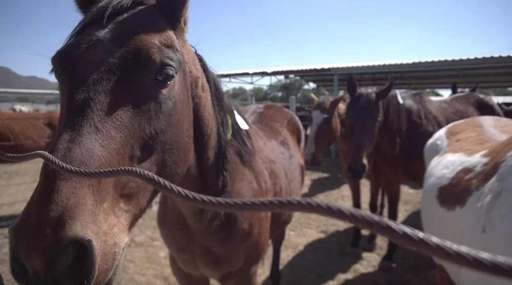 Brown horse in a facility in Mexico