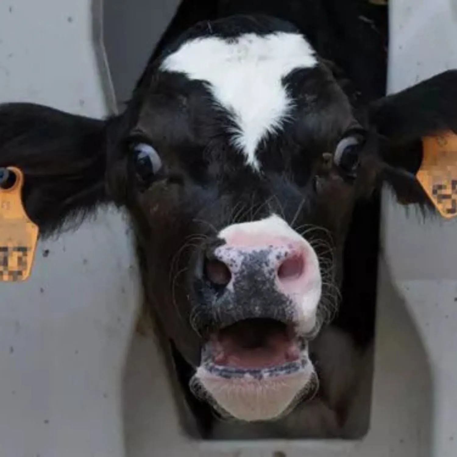 Shocks, chains, and early slaughter: Inside the dairy industry