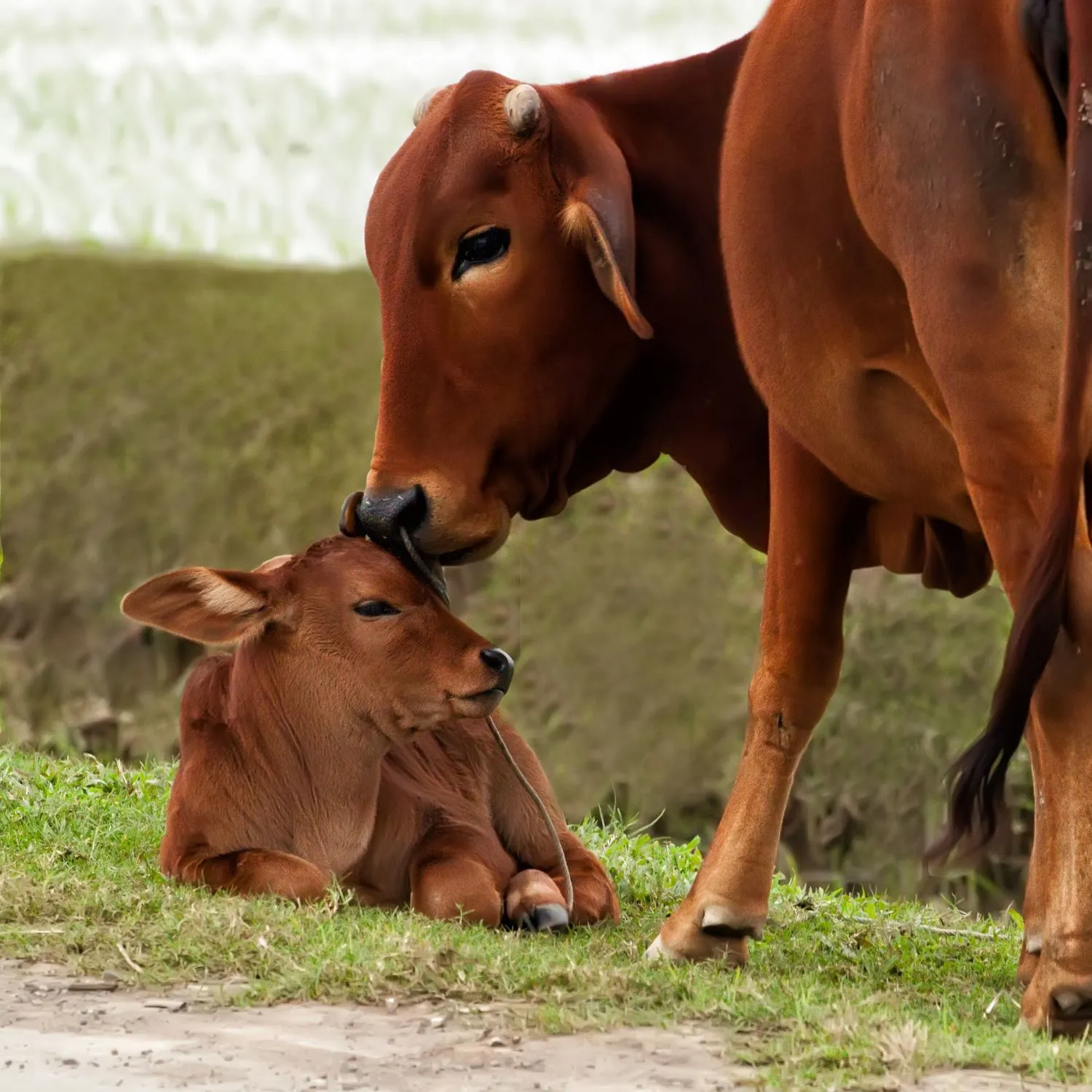 The Bond Between Animals and Their Young