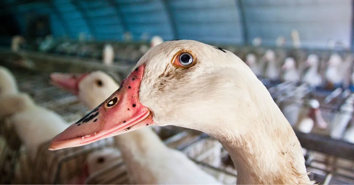 Investigation inside a foie gras farm in France