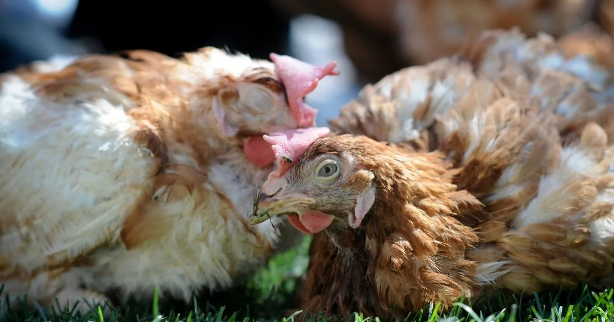 Two rescued hens in the grass