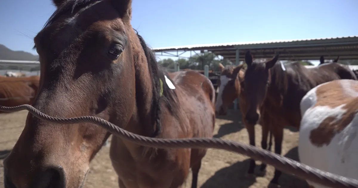 American horse awaiting slaughter in Mexico