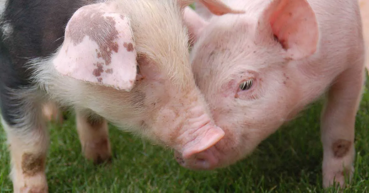 Two baby pigs