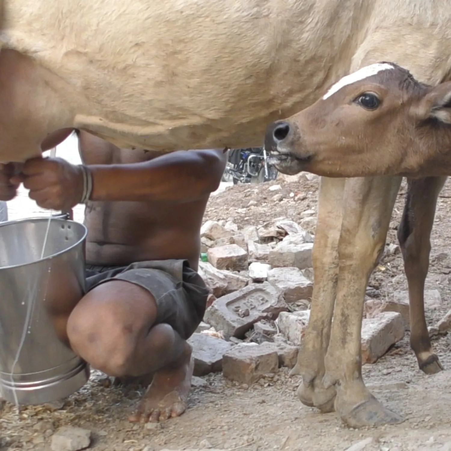 Behind India’s Dairy: Filth, Suffering, and Hidden Dangers in Your Glass of Milk