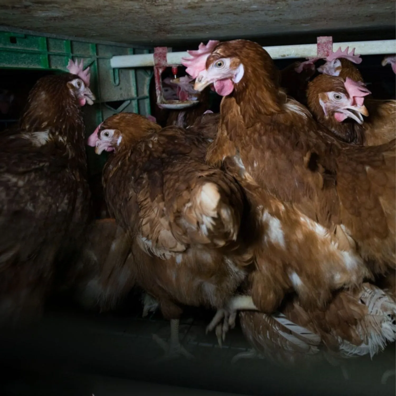 Campaign ends as Ahold Delhaize agrees to improving standards for animals