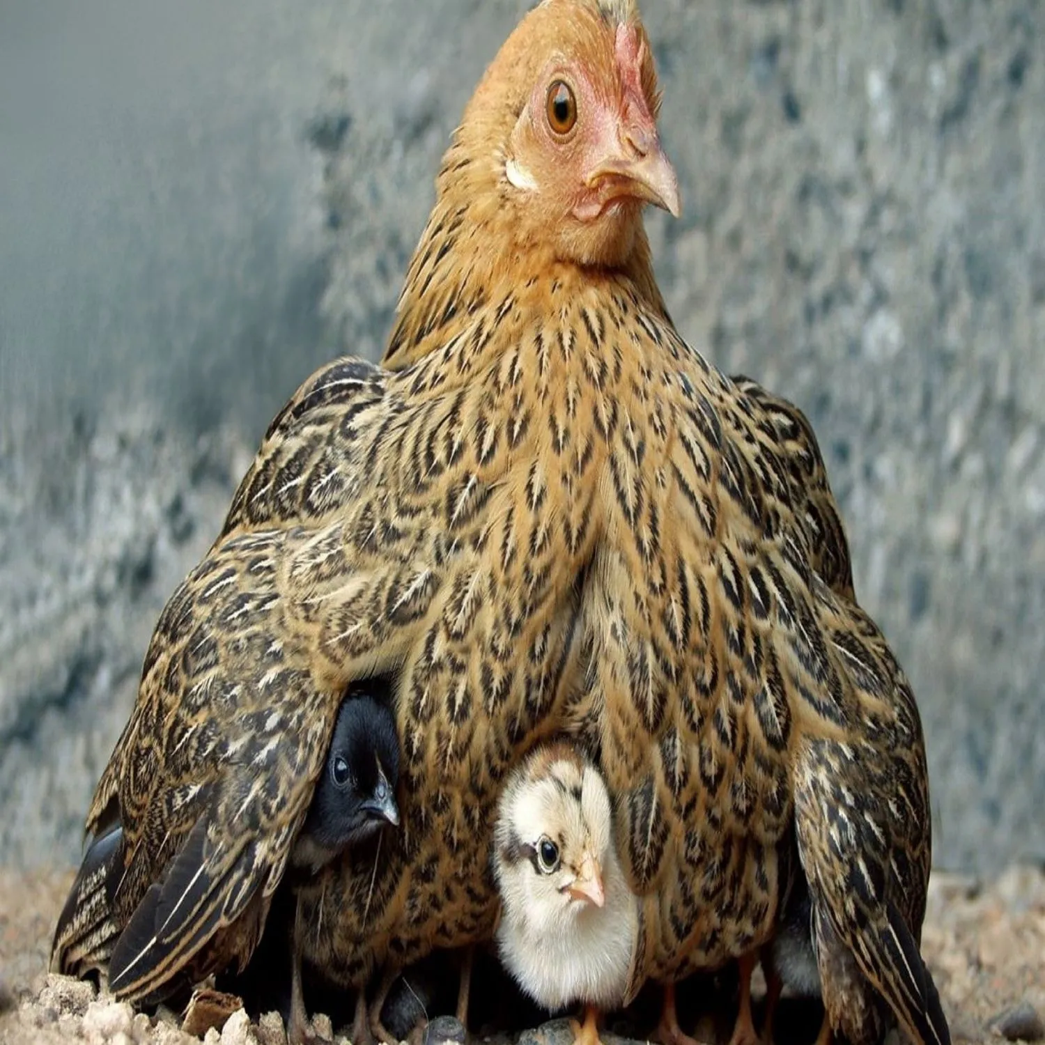 Celebrating the sacred bond between a mother and child in non-human animals this Mother’s Day