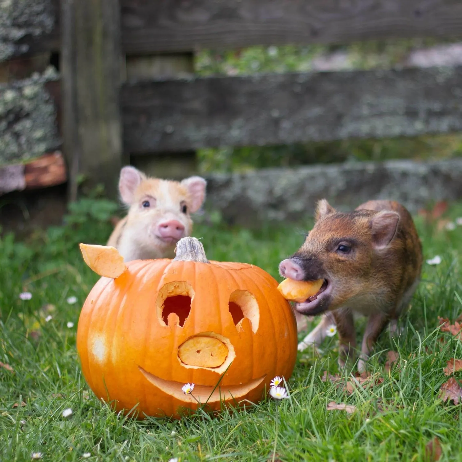Recognizing Sentience: The Next Frontier in Animal Rights