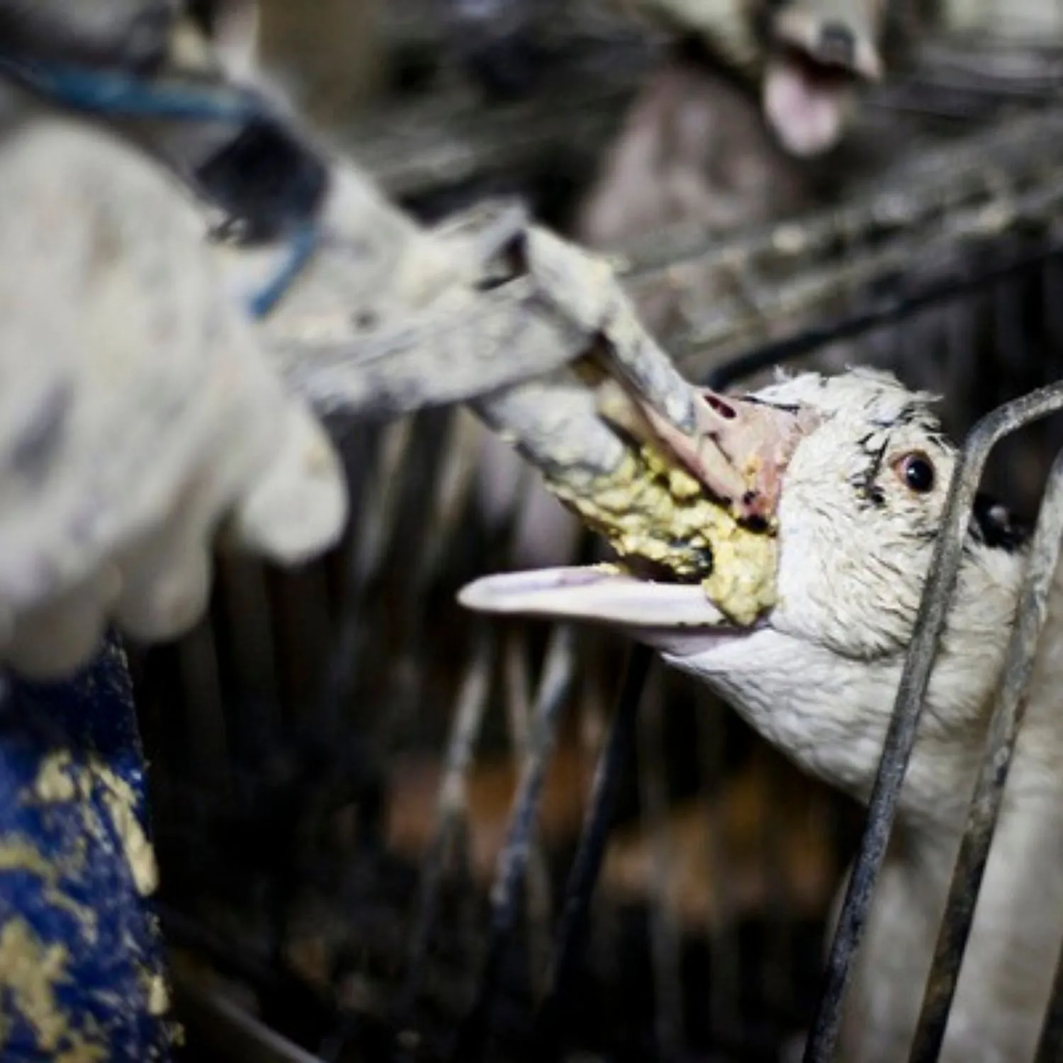 Brazil bans foie gras and becomes the first country in Latin America to prohibit the product