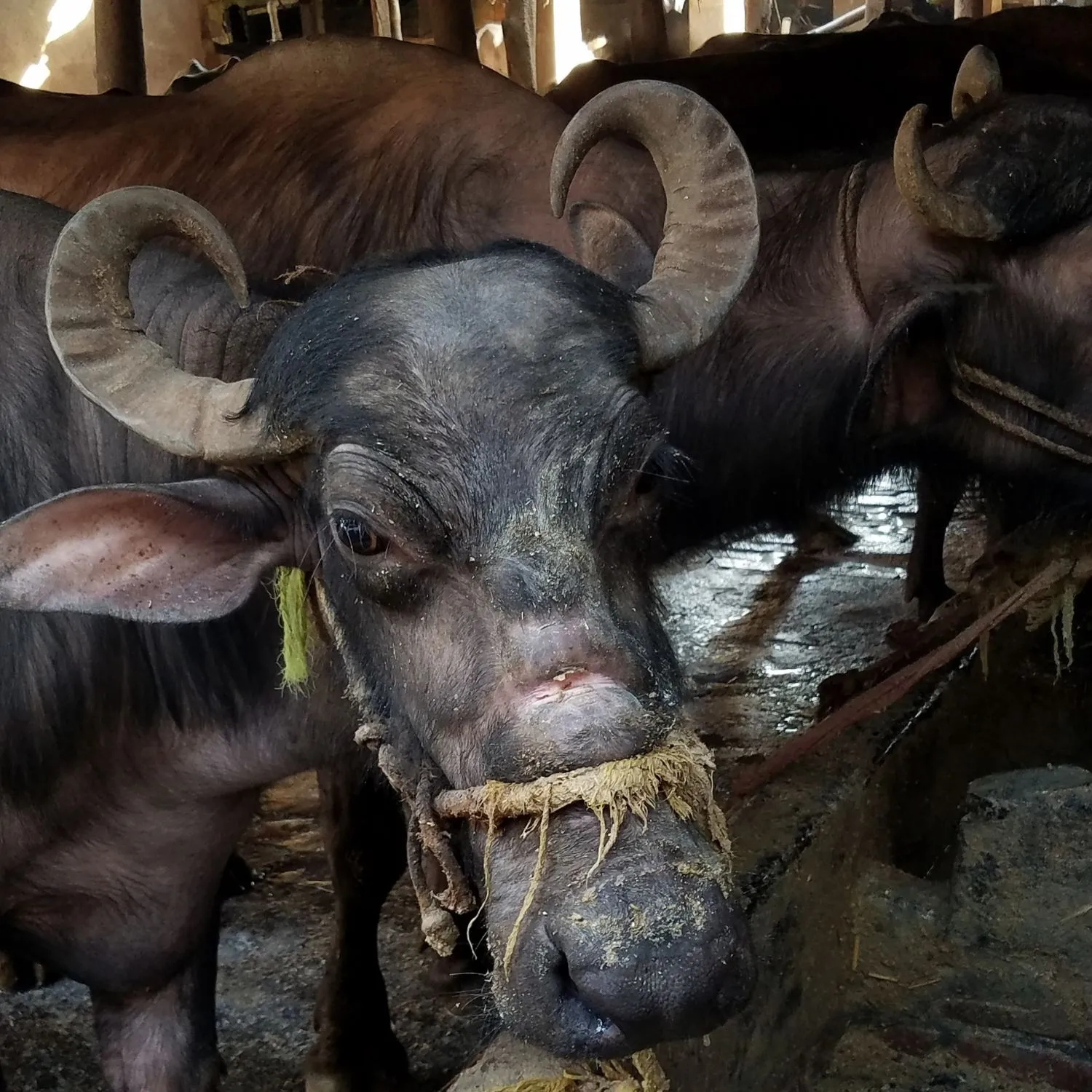 Remembering Farmed Animals This Independence Day