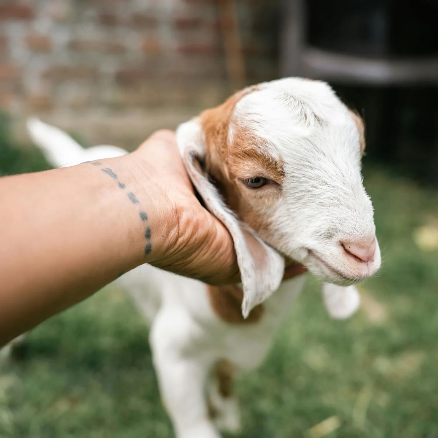 Compassion in Action: How Your Charity Can Save Farmed Animals Today