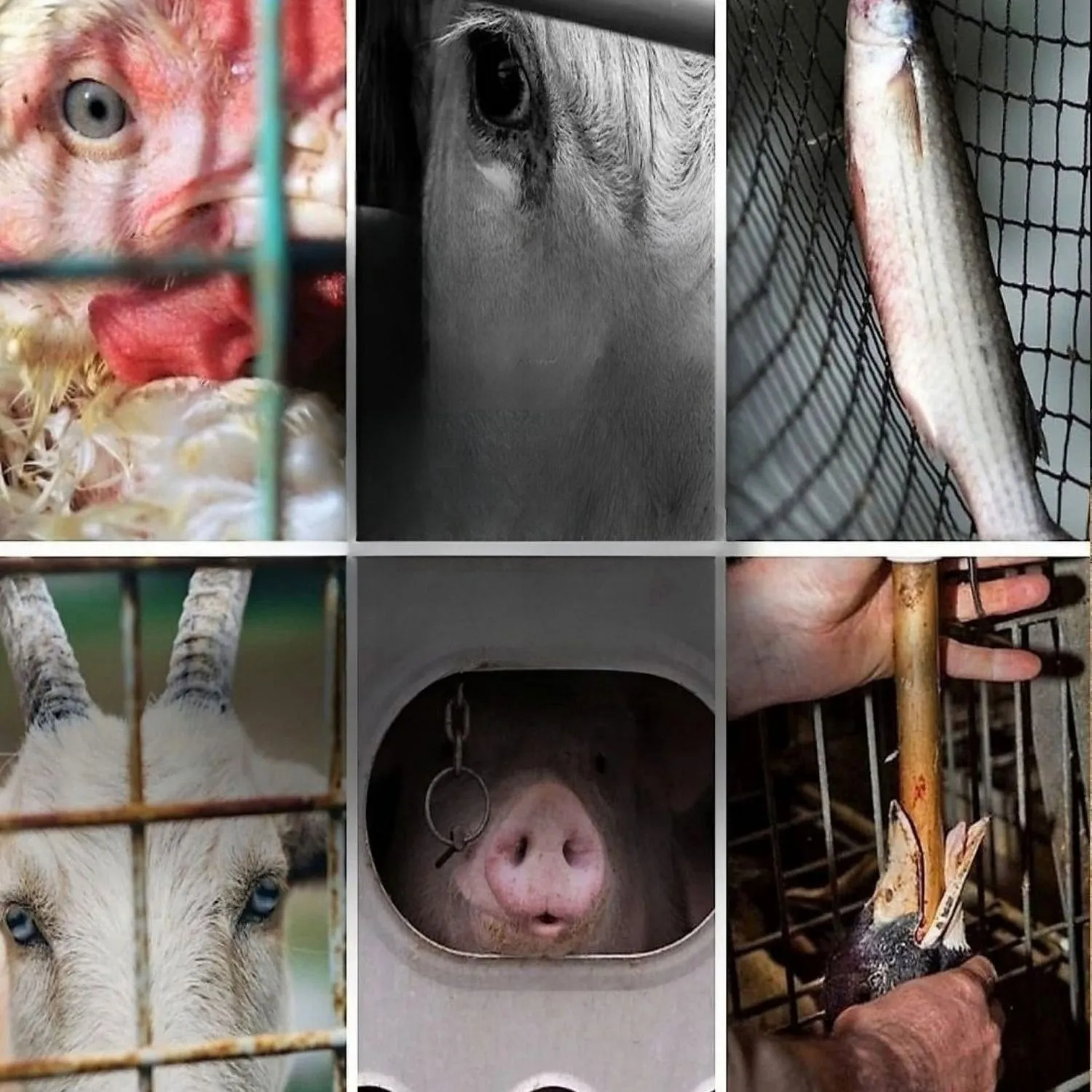 World Day For Farmed Animals: A Call for Compassion and Change
